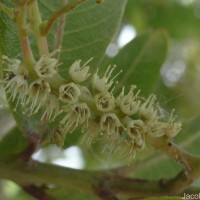 Terminalia arjuna (Roxb. ex DC.) Wight & Arn.